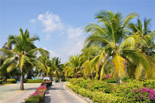 鲜肉粽的制作过程