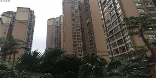 房屋装修买什么树醉好